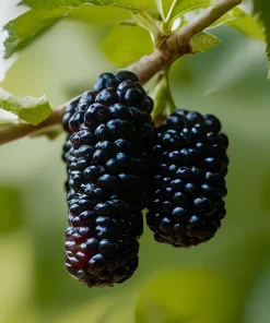 桑葚新鲜孕妇水果