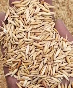 Alternative view of 燕麦种子