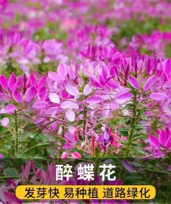 醉蝶花种子开花