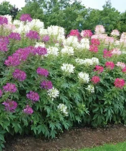 Alternative view of 醉蝶花种子开花