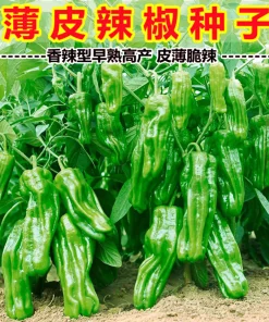 早熟薄皮青椒种子四季播种