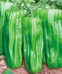 Alternative view of 早熟薄皮青椒种子四季播种