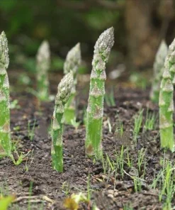 Alternative view of 芦笋种子四季种植蔬菜之王
